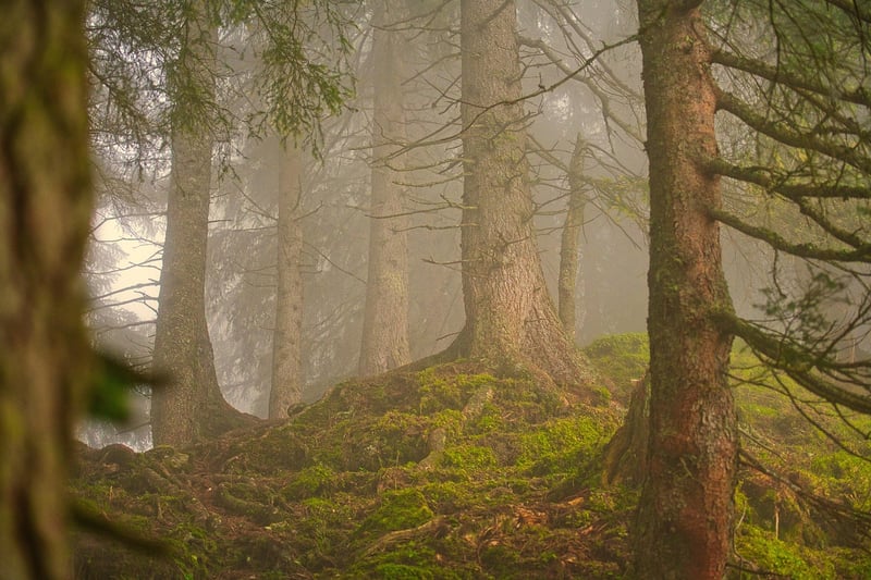 Whispering Trees