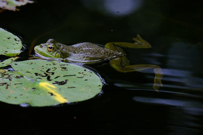 Glistening Ponds